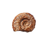 Amonite - Mineral para Colecionar