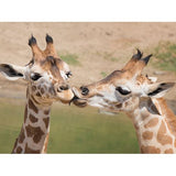 Pack Presente Odisseias - Jardim Zoológico | 2 Bilhetes para 1 adulto e 1 criança