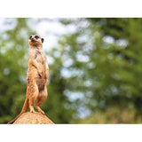 Pack Presente Odisseias - Jardim Zoológico | 2 Bilhetes para 1 adulto e 1 criança