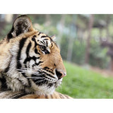 Pack Presente Odisseias - Jardim Zoológico | 2 Bilhetes para 1 adulto e 1 criança